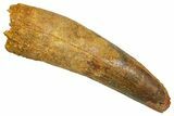 Fossil Spinosaurus Tooth - Feeding Worn Tooth #370744-1
